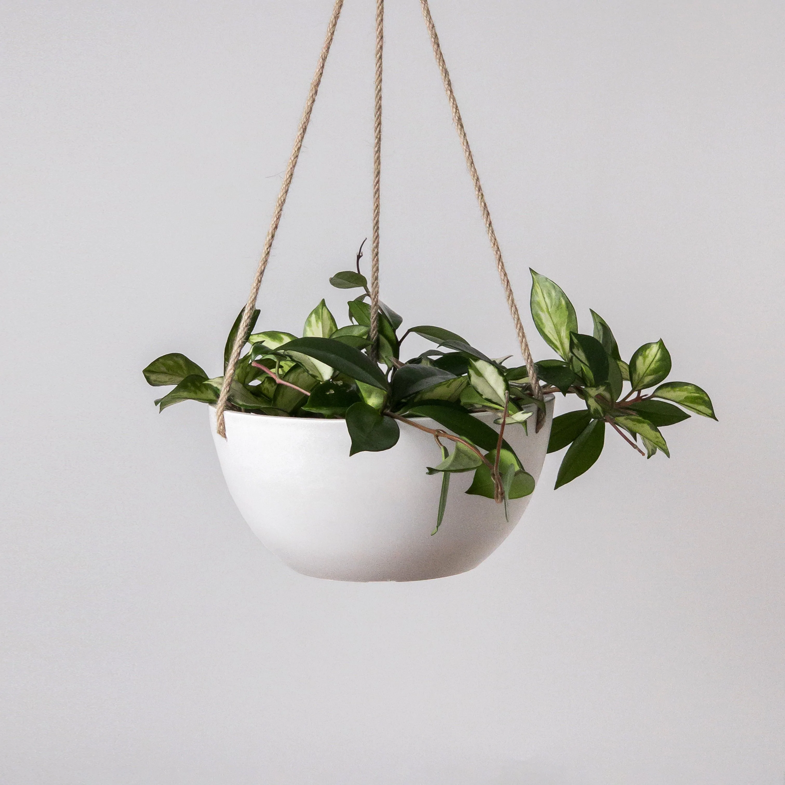 KANSO 10" Signature Stone Hanging Planter