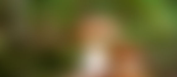 Melbourne Mushroom Foraging