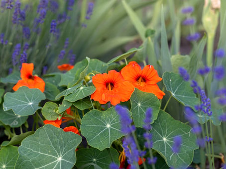 A Garden of Nasturtiums