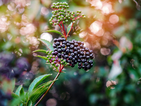 Melbourne foraging elderflower