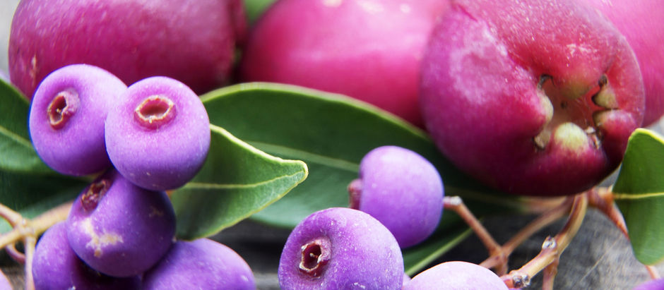 Love Letter to Lilly Pillies