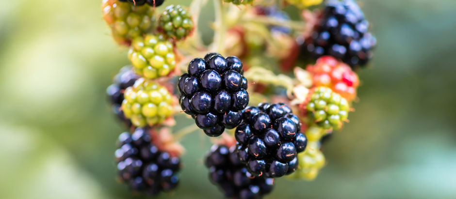 Blackberry Fields Forever