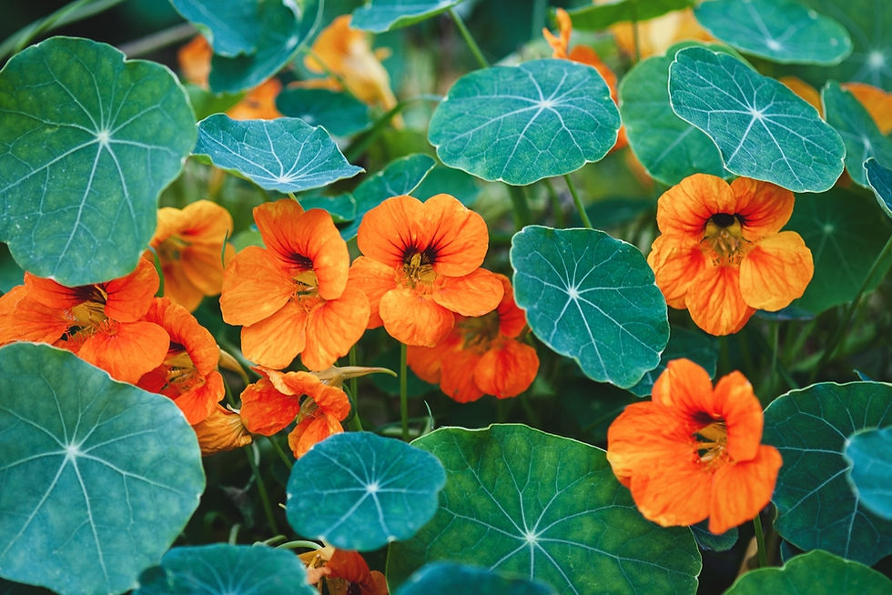Nasturtiums