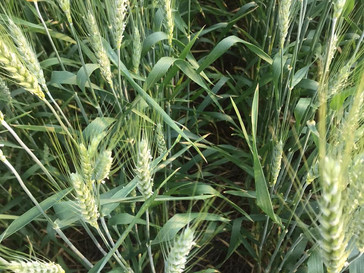lavoura de trigo mais resistente ao estresse hídrico e geada