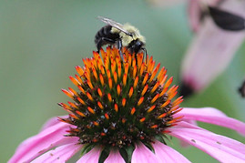 IMG_5410_cropped2.jpg