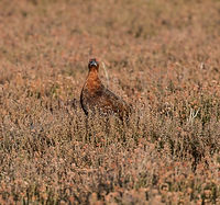 une grouse