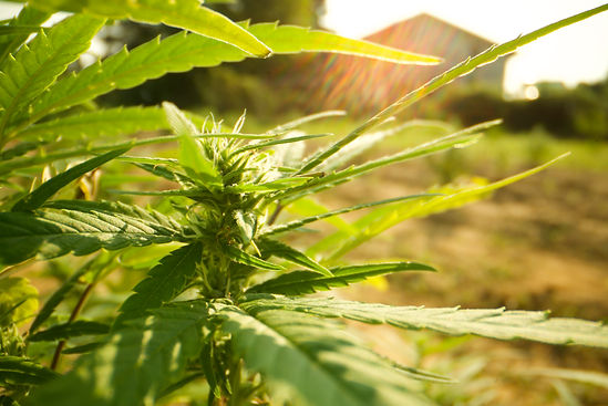 barn and hemp.jpeg