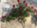 IMG_2756.jpeg