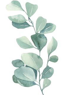 eucalyptus2.png