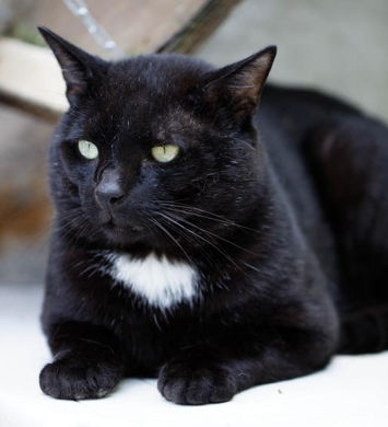 Chat à adopter