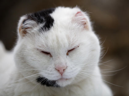 Chat à parrainer