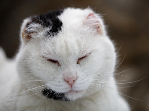 Chat à parrainer