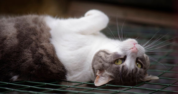 Chat à parrainer