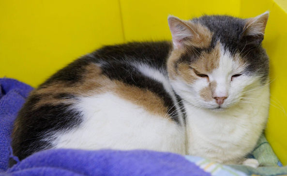 Chat à parrainer