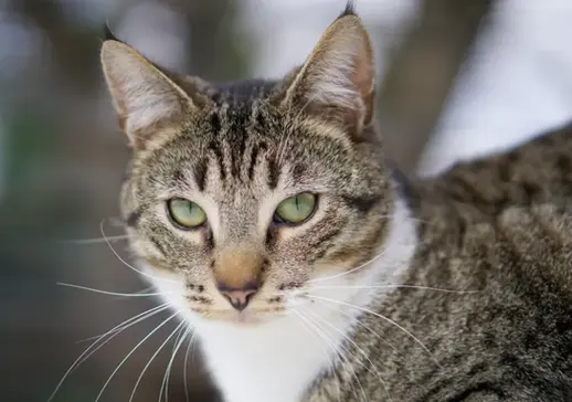 Chat à adopter