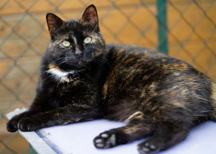 Chat à parrainer