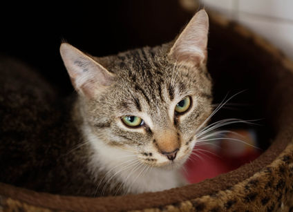 Chat à adopter