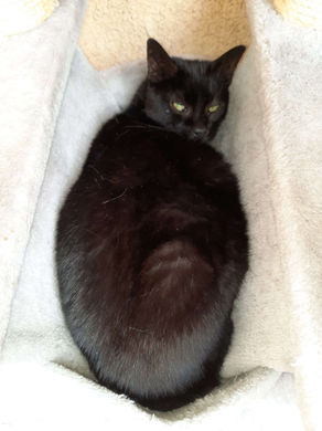 Chat à parrainer