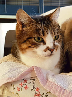 Chat à parrainer