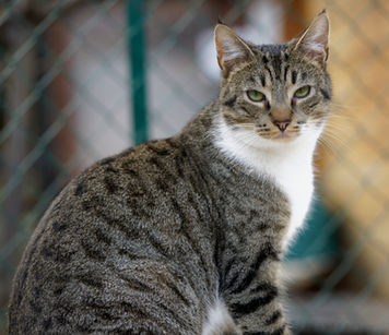 Chat à adopter