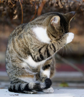 Chat à adopter