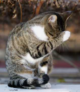 Chat à adopter