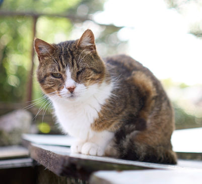 Chat à parrainer