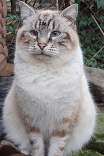 Chat à parrainer