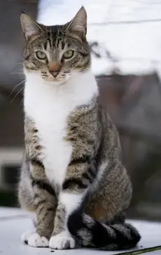 Chat à adopter