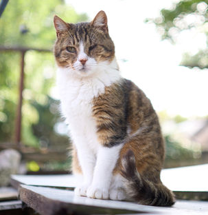 Chat à parrainer