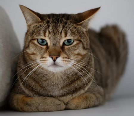 Chat à parrainer