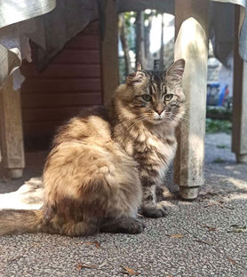 Chat à parrainer
