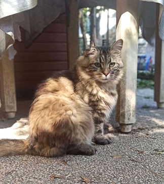 Chat à parrainer