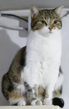 Chat à adopter