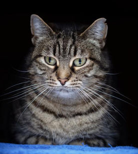 Chat à parrainer