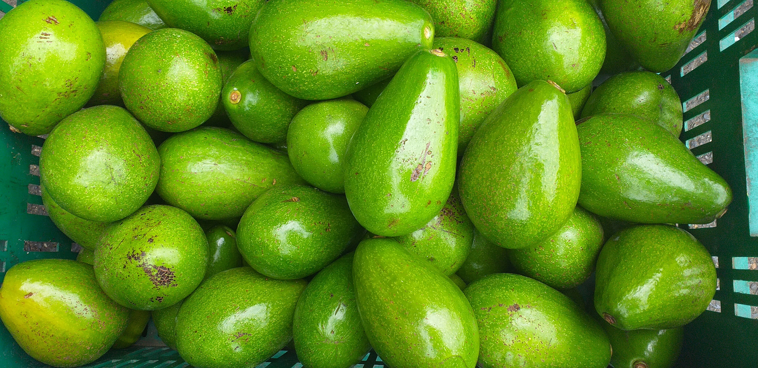 Avocado Choquette AI G SAS avocado-choquette-ai-g-sas