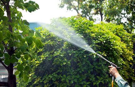 庭木のメンテナンス