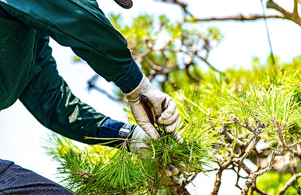 庭木の手入れ