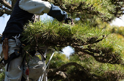 植木の手入れ・剪定