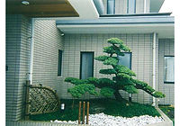 五葉松