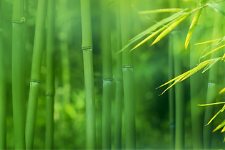 はり(鍼)治療