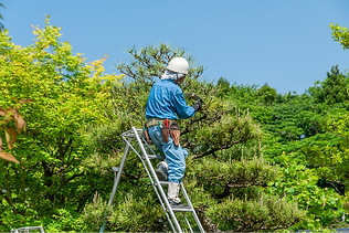 樹木剪定・移植・伐採、草刈、芝刈