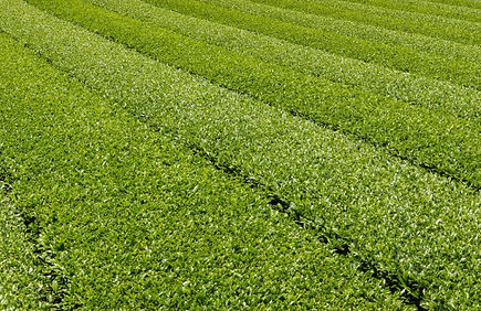 長崎県産 そのぎ茶