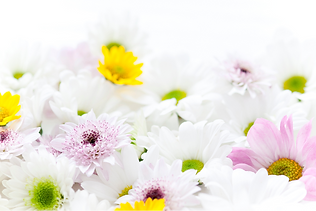 火葬式（直葬）