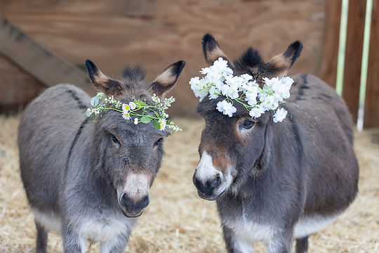 The Donkeys - Holly Grange