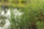 Marsh Grass