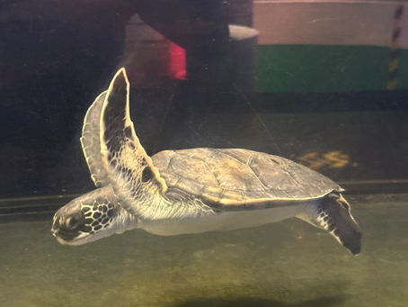 ACUARIO INBURSA CUMPLE 10 AÑOS DE SER EL MAR DE LA CDMXY EN SU MARCO INICIAL DE CELEBRACIÓN INAUGURA LA EXPOSICIÓN TEMPORAL, ¡MONSTRUOS MARINOS!