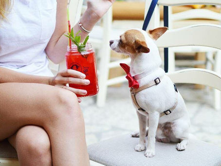3 centros comerciales pet-friendly que tienes que conocer.