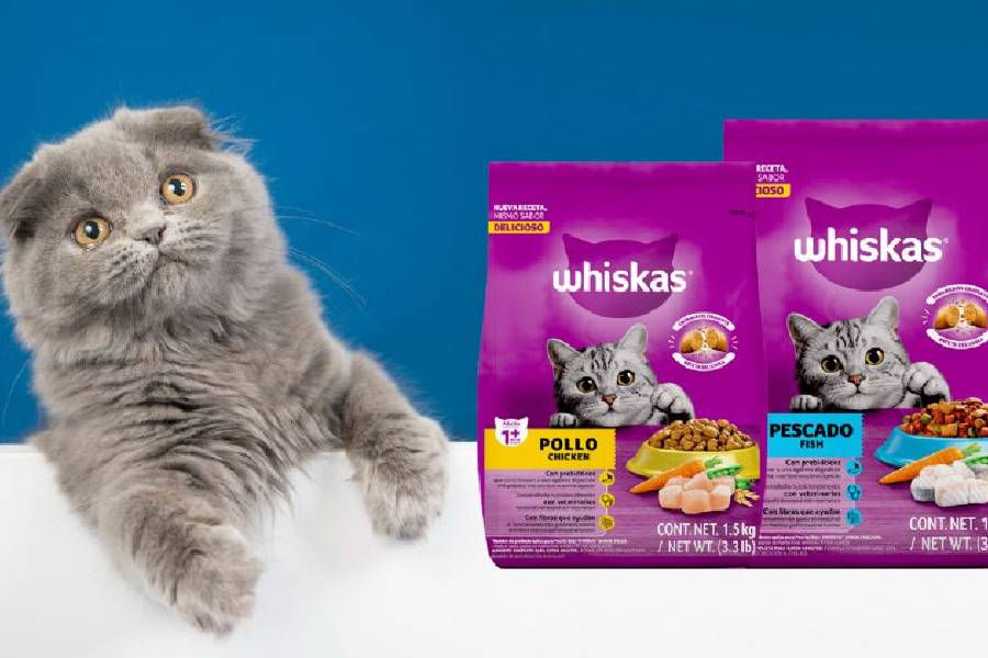 ¿Sabes que significan ciertos comportamientos de tu gato? Aprende a entender su lenguaje y fortalece su vínculo.