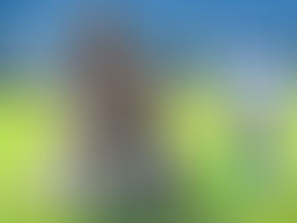 Del Perro Consentido comparte rutina de futbol para realizar con tu mascota.